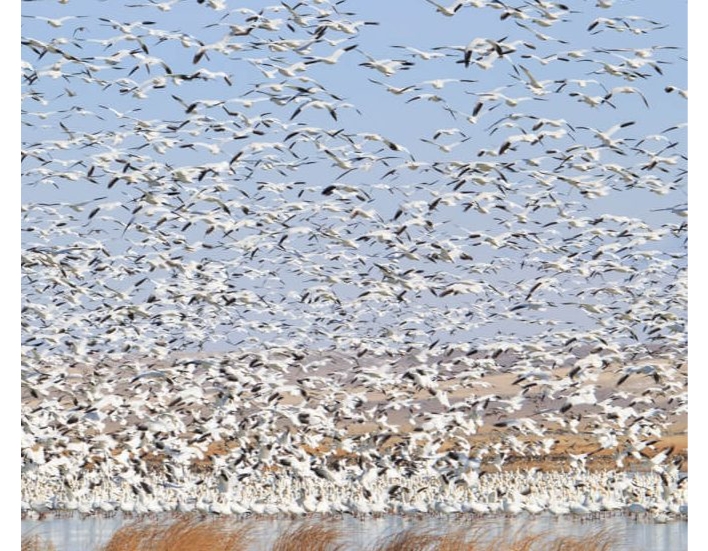 Image for Naturalist Field Day: Snow Geese Migration at Freezout Lake event