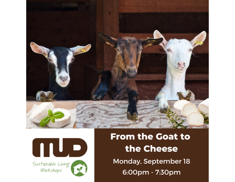 From the Goat to the Cheese Workshop