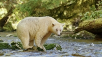 Great Bear Rainforest Great Bear Rainforest
