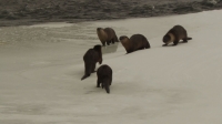 Otters River Masters of Yellowstone Otters River Masters of Yellowstone