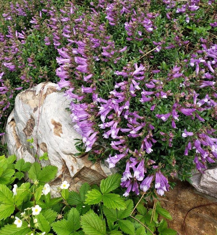 Native Plant Sale and Fundraiser 06/01/2019 MIssoula