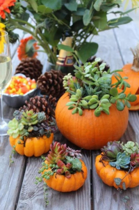 DIY Thanksgiving Succulent Centerpieces DIY Thanksgiving Succulent Centerpieces