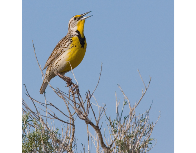 Image for Birding at the Fort Garden and River event