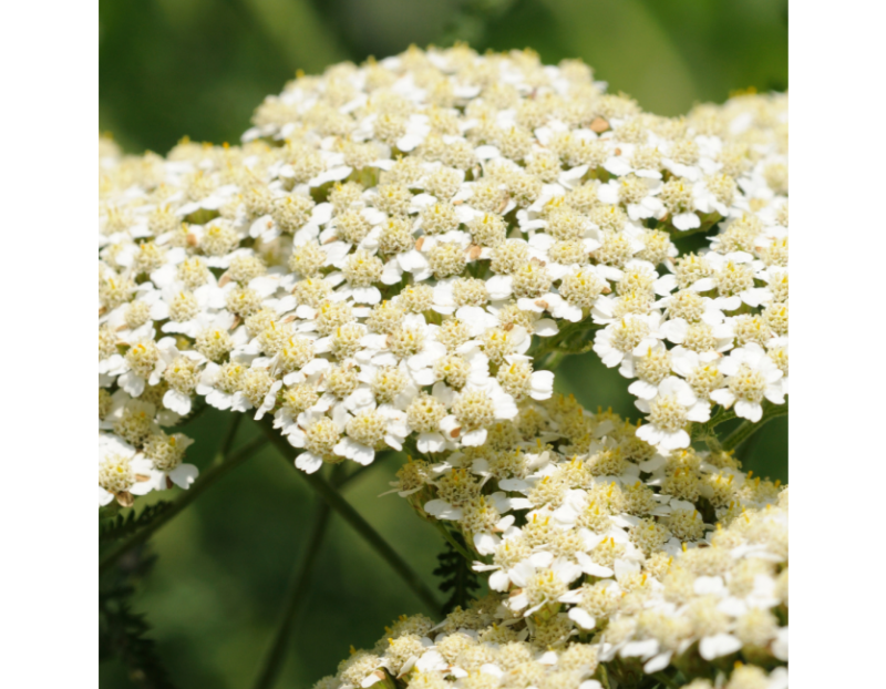 Image for Twenty Native Plants for Food, Medicine, and More event
