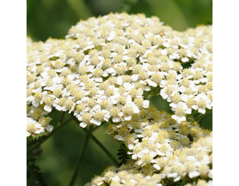 Image for Twenty Native Plants for Food, Medicine and More event