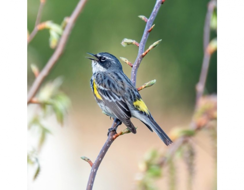 Image for Birding by Ear with Ryan Mahar event