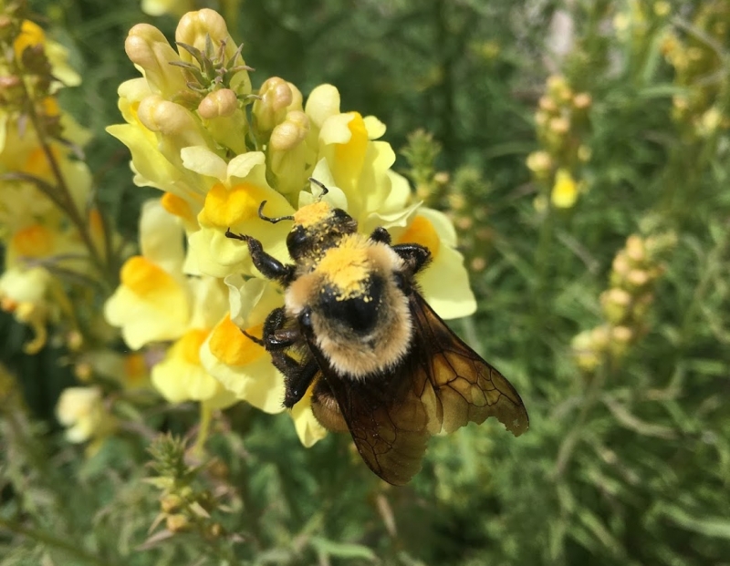 Native Pollinators: Build Your Own Bee Home