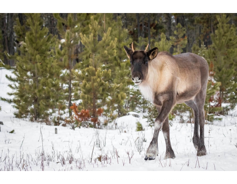 Saving Mountain Caribou, One of North America’s Most Endangered Species