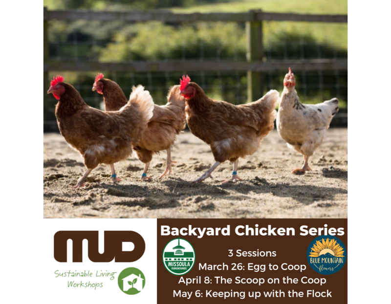 Backyard Chicken Series