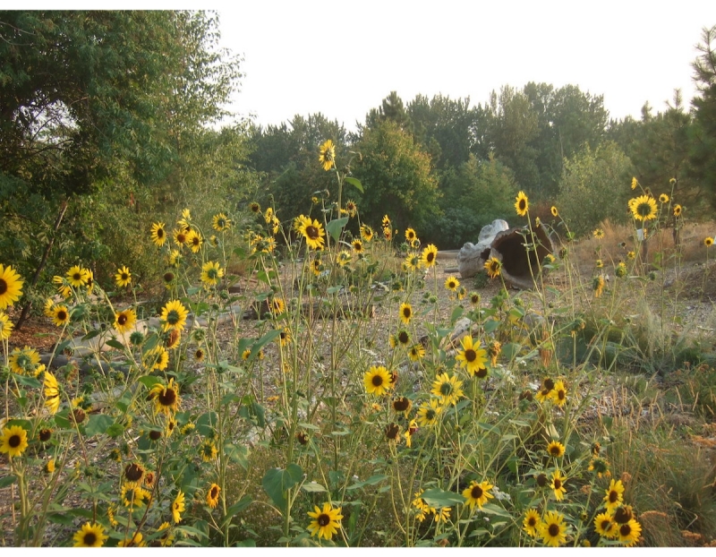 Native Plant Garden Immersion - Summer Session Native Plant Garden Immersion - Summer Session