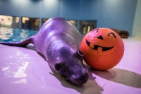 All Hallows' Seas All Hallows' Seas