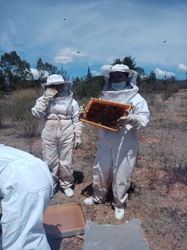 The Importance of Bees in Mexico