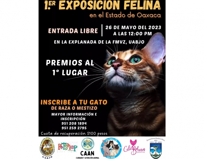 1st Cat Exhibition / 1er Exposición Felina