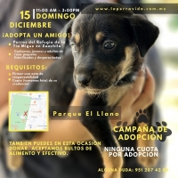 Adopt a pet/ adopte mascote Adopt a pet/ adopte mascote