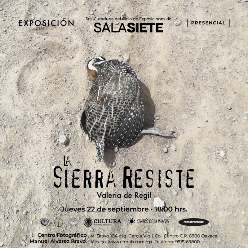 La Sierra Resiste, by Valeria de Regil