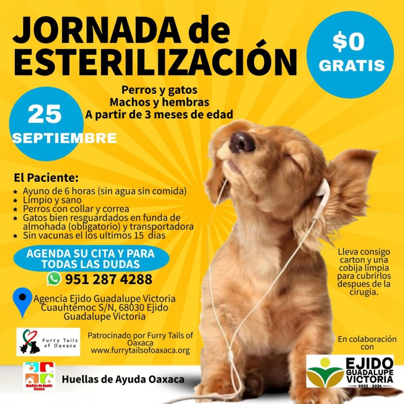 Free sterilization for dogs and cats, Ejido Guadalupe Victoria