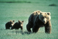 Grizzly Bear Aweness Meeting Grizzly Bear Aweness Meeting