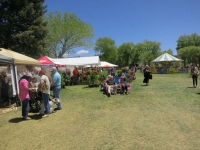Taos Lilac Festival Taos Lilac Festival