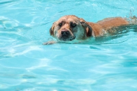 Pups at the Pool Pups at the Pool