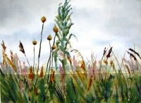 Spring Wildflower Hike/ Intro to Watercolor Hike Spring Wildflower Hike/ Intro to Watercolor Hike