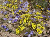 Spring Wildflower Exhibit Spring Wildflower Exhibit