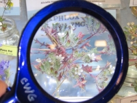 Spring Wildflower Exhibit Spring Wildflower Exhibit