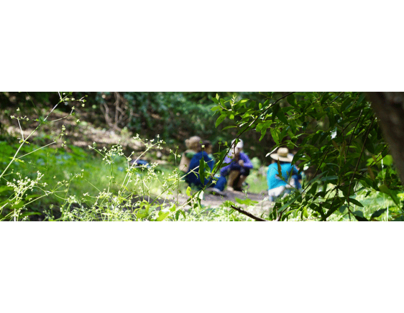 Park Rx—Forest Bathing Walks 2025 Park Rx—Forest Bathing Walks 2025