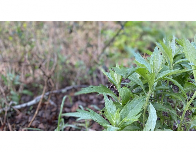 Edible & Medicinal Plant Walk Edible & Medicinal Plant Walk