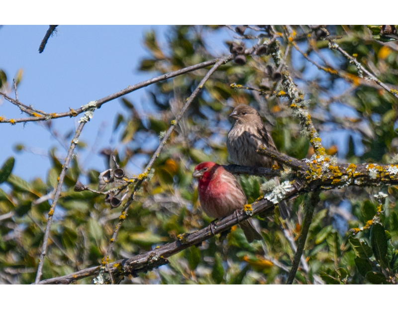Birding Walk with Teresa & Miles Tuffli Birding Walk with Teresa & Miles Tuffli
