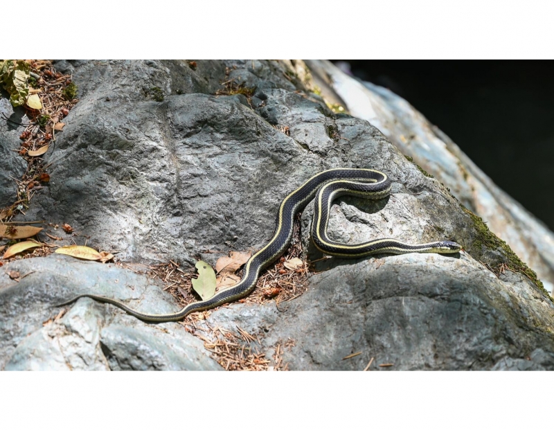 Sugarloaf Reptiles Sugarloaf Reptiles