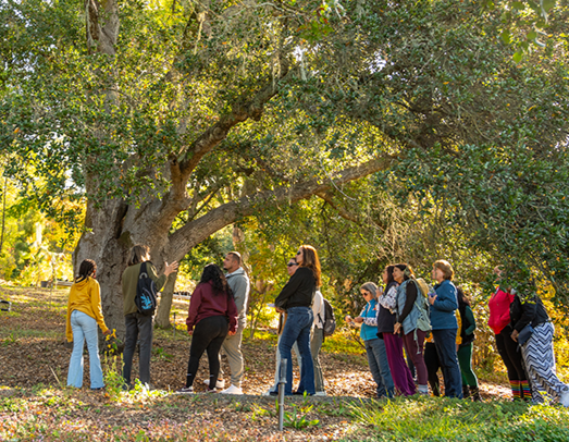 Curator’s Seasonal Summer Walk Curator’s Seasonal Summer Walk
