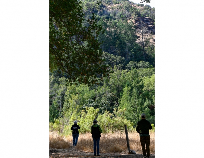 ParkRx—Forest Bathing Walk (CA State Parks Week) ParkRx—Forest Bathing Walk (CA State Parks Week)