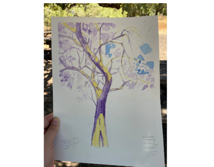 Plein Air Tree Sketching at Jack London State Park-May Plein Air Tree Sketching at Jack London State Park-May