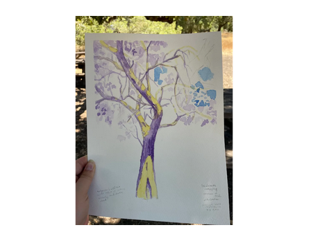 Plein Air Tree Sketching at Jack London State Park Plein Air Tree Sketching at Jack London State Park