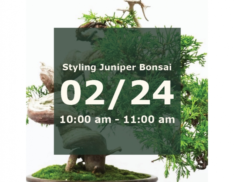 Styling a Juniper Bonsai