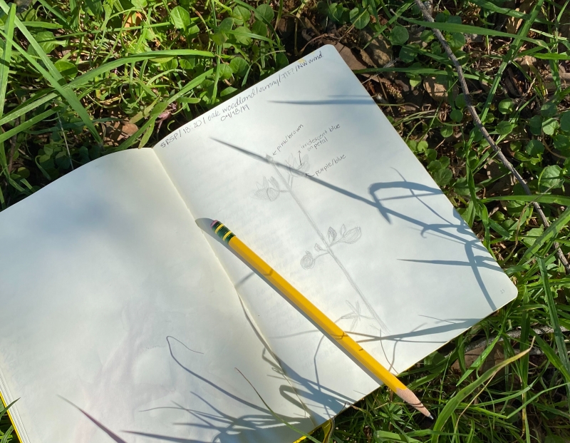 Accessible Introduction to Nature Journaling