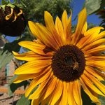 FREE Master Gardener Class: Going Wild for Flowers FREE Master Gardener Class: Going Wild for Flowers