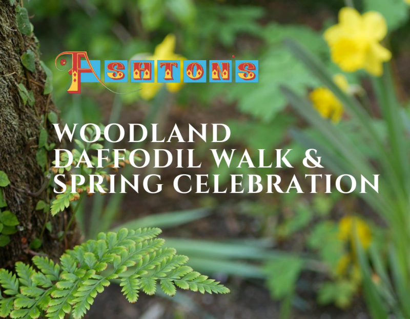 Daffodil Walk & Spring Celebration