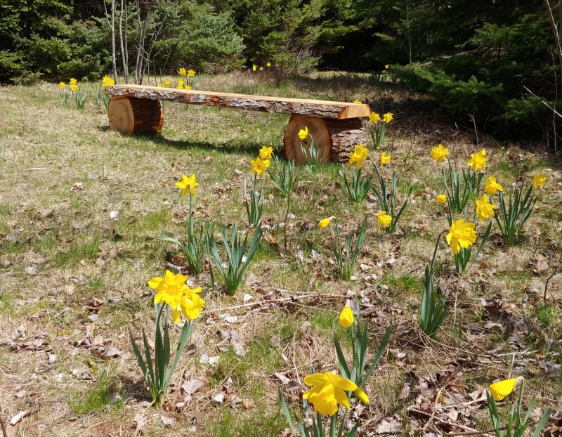 Daffodil Walk & Spring Celebration