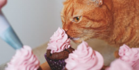 Bake Sales for Wagging Tails in Support of the SPCA! Online Bake Sales for Wagging Tails in Support of the SPCA! Online
